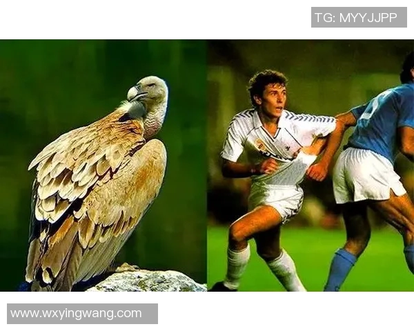 82号球星的外号是什么他在足球界的传奇故事揭秘